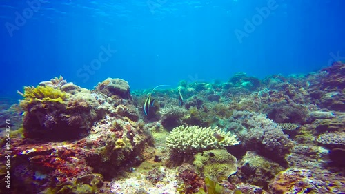 Wallpaper Mural Дайвинг у острова Мафия. Танзания. Индийский океан. Torontodigital.ca