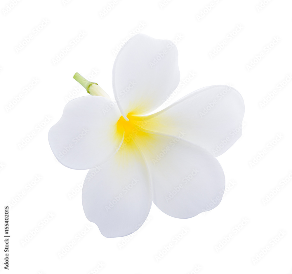 Fototapeta premium frangipani flower isolated white background