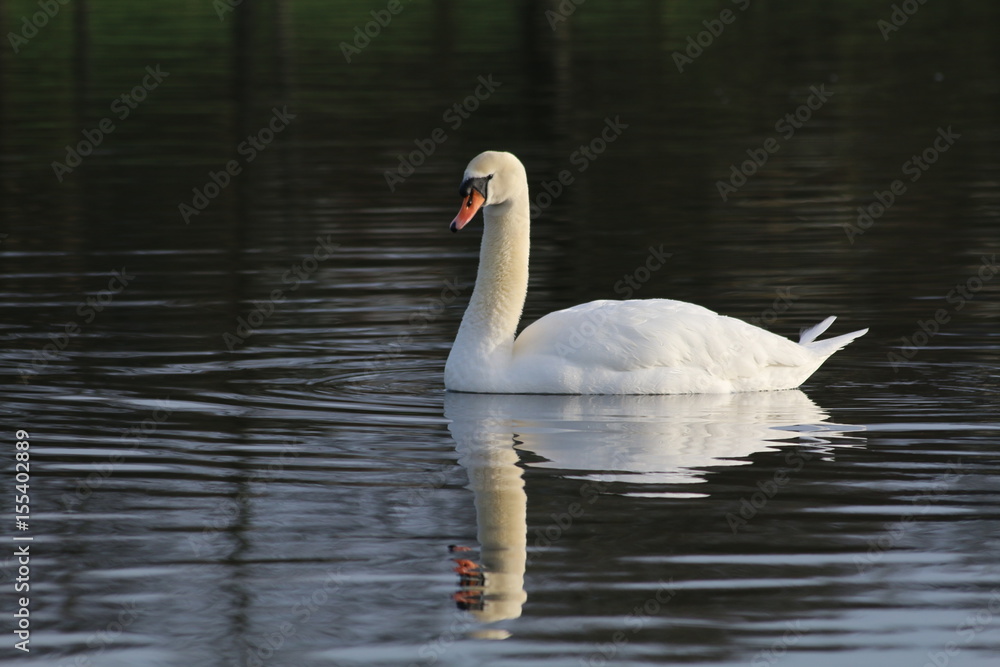 lone swan on lake lone swan on lake