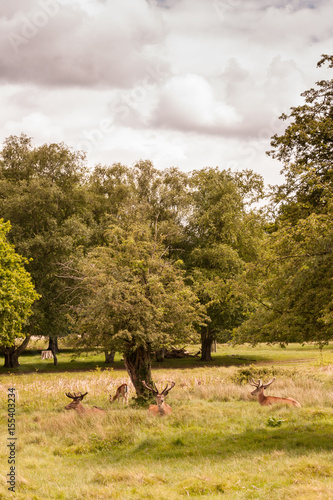 Deer in Richmond Park near London