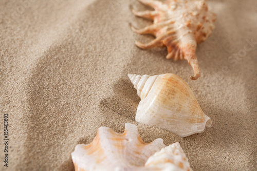 Sea beach sand and seashells background, natural seashore