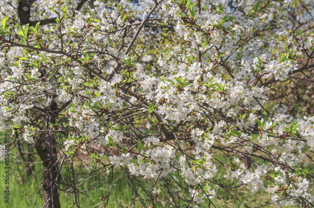 Fototapeta premium White Apple beautiful flowering apple tree blooming