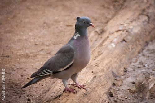 Pigeon in Richmond Park, London