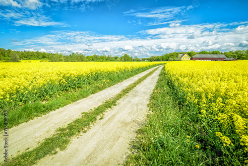 Swedish country road between rape fields