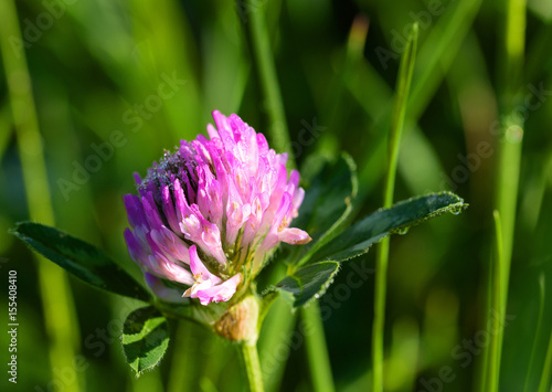 Flower of a pink clover with dew drops  summer morning