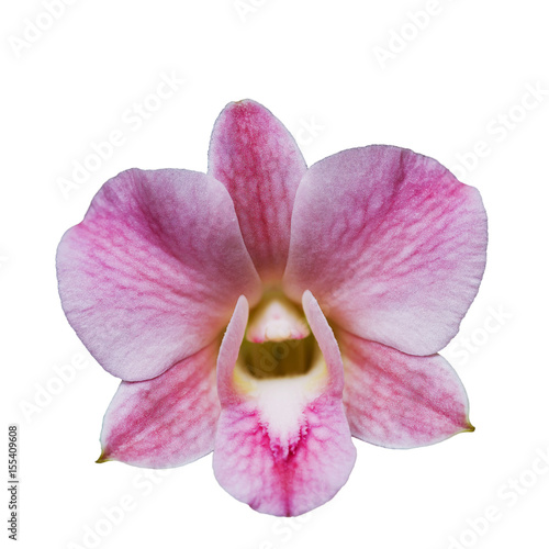 Fototapeta Naklejka Na Ścianę i Meble -  The blooming of pink orchid on white background