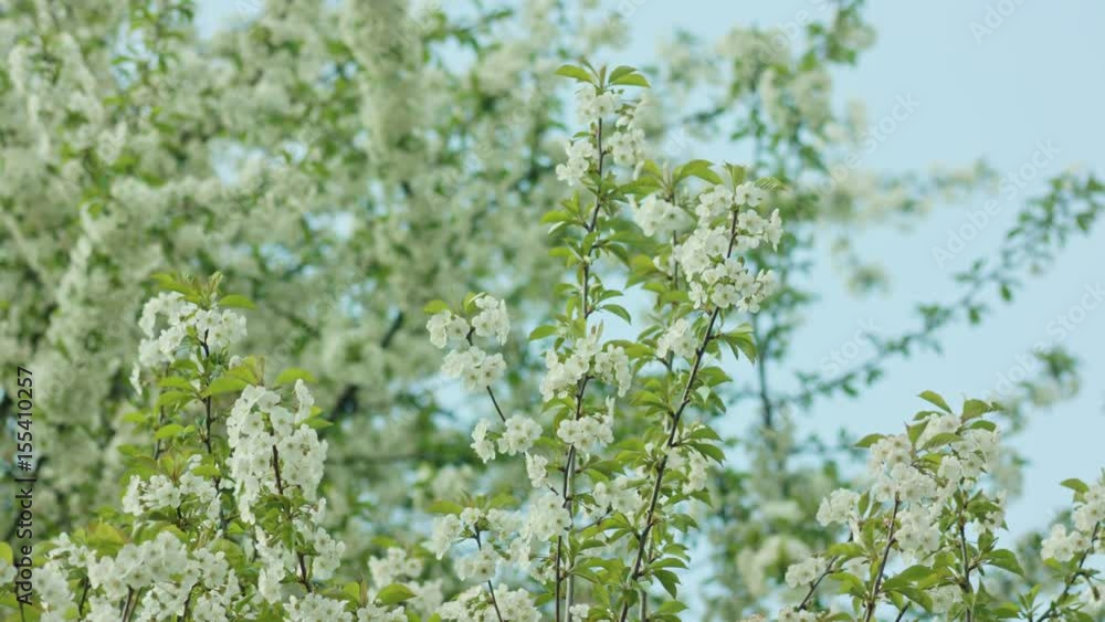 Tree branches in blossom against a blue sky background. Close-up shot. Soft focus Tree branches in blossom against a blue sky background. Close-up shot. Soft focus