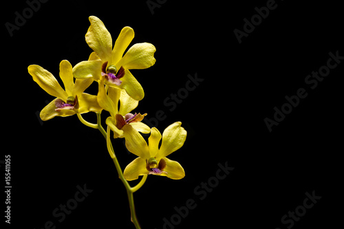 Fototapeta Naklejka Na Ścianę i Meble -   The veritcal image of Yellow orchid on black background