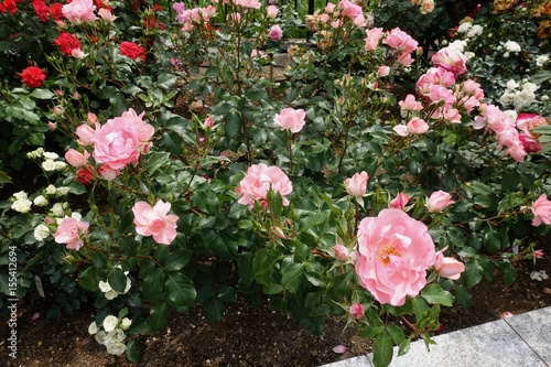 Wallpaper Mural 五月のバラ Torontodigital.ca