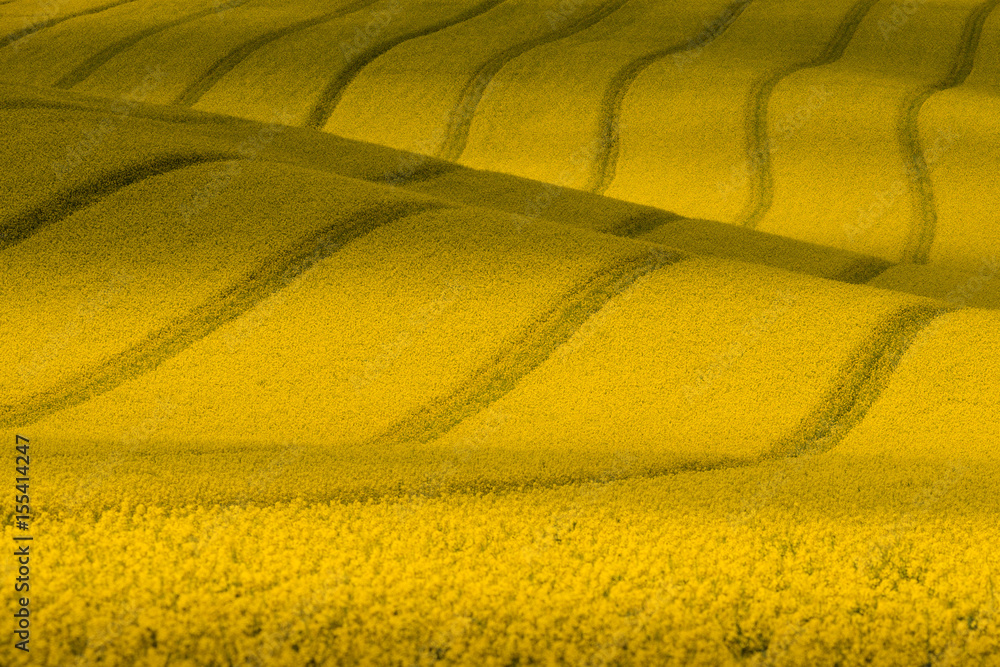 Texture With Rape.Yellow Wavy Rapeseed Field With Stripes.Corduroy Summer Rural Landscape In Yellow Tones.Yellow Rapeseed Field With Wavy Abstract Landscape Pattern.Nature background