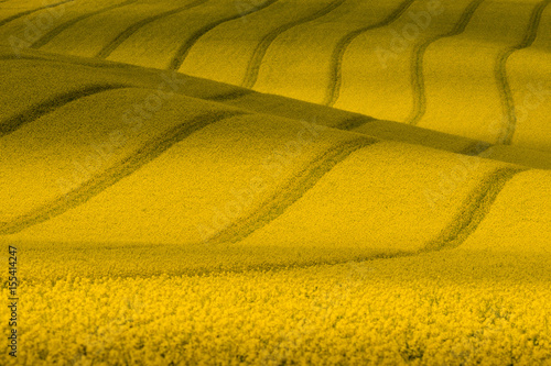 Obraz na płótnie Texture With Rape.Yellow Wavy Rapeseed Field With Stripes.Corduroy Summer Rural Landscape In Yellow Tones.Yellow Rapeseed Field With Wavy Abstract Landscape Pattern.Nature background w salonie