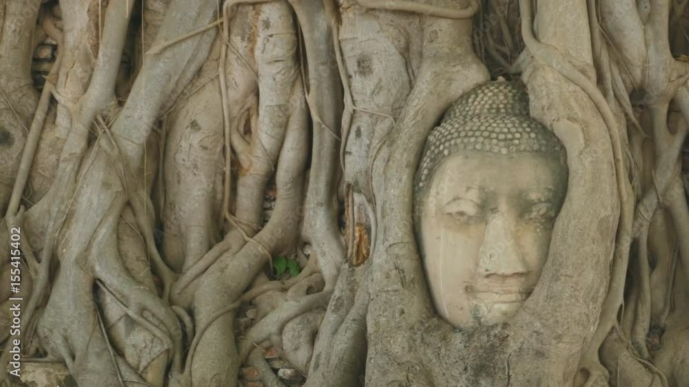 Panning shot of Buddha head embedded in a Banyan tree. Wat Wat Maha That, Ayutthaya Panning shot of Buddha head embedded in a Banyan tree. Wat Wat Maha That, Ayutthaya