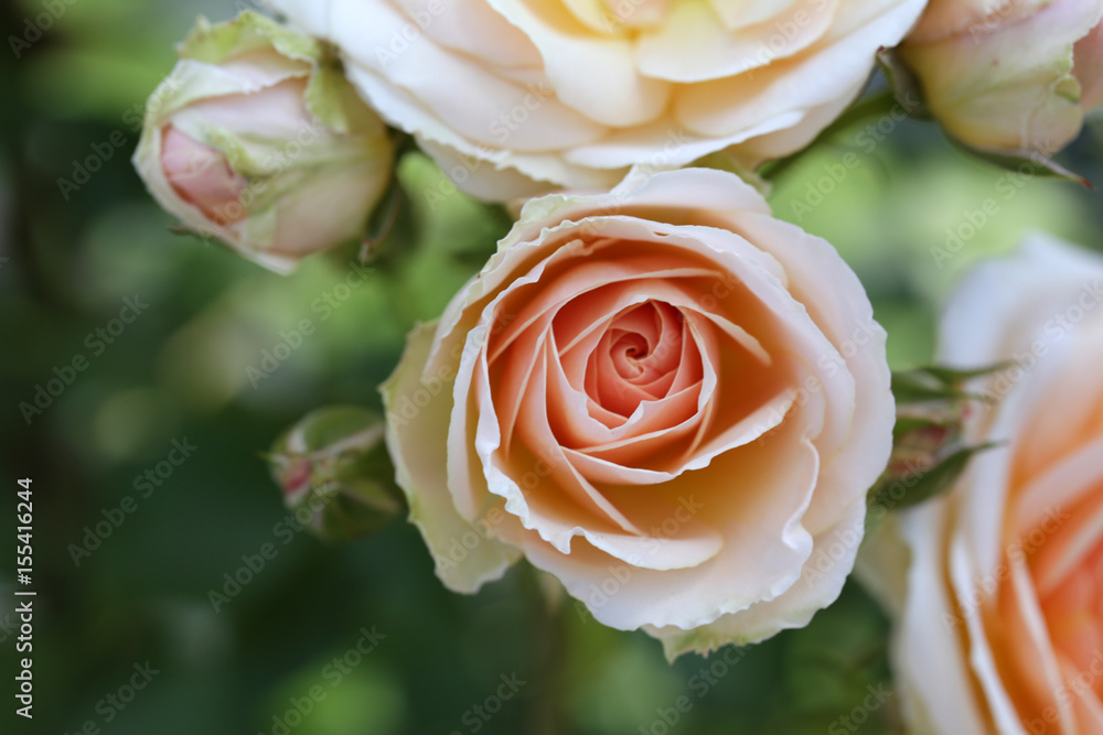 薔薇 薔薇