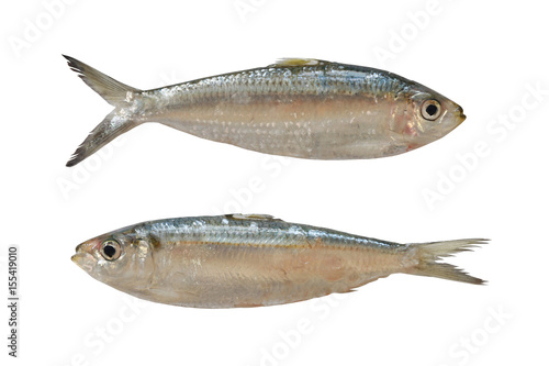 Sardinella or Clupeidae fish isolated on white background.