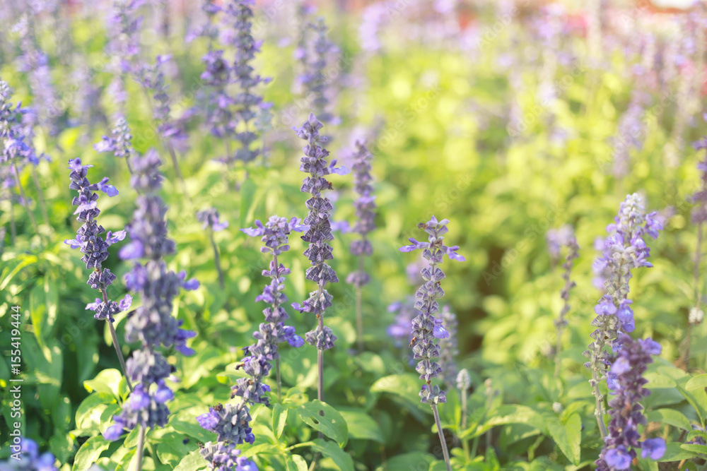 Obraz premium Fresh Lavender flower in the garden.