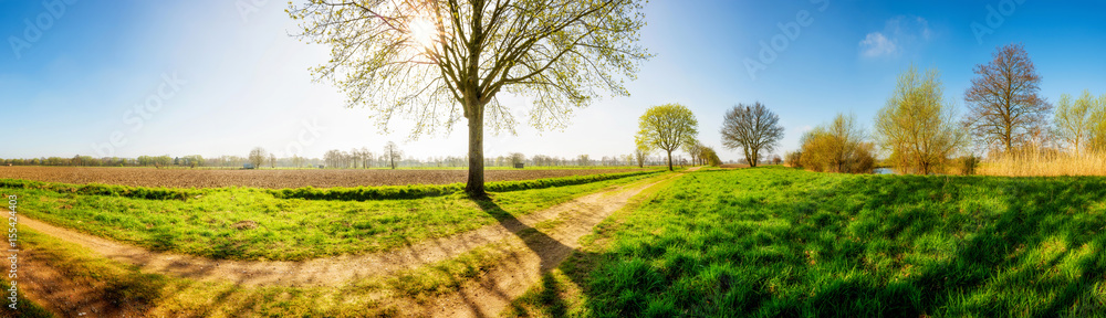 Landschaft im Frühling mit Feldweg und Baum bei Sonnenschein Landschaft im Frühling mit Feldweg und Baum bei Sonnenschein
