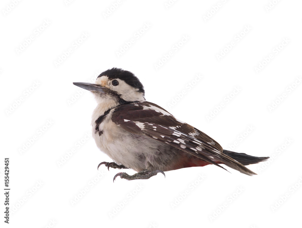 Great Spotted Woodpecker (Dendrocopos major) Great Spotted Woodpecker (Dendrocopos major)