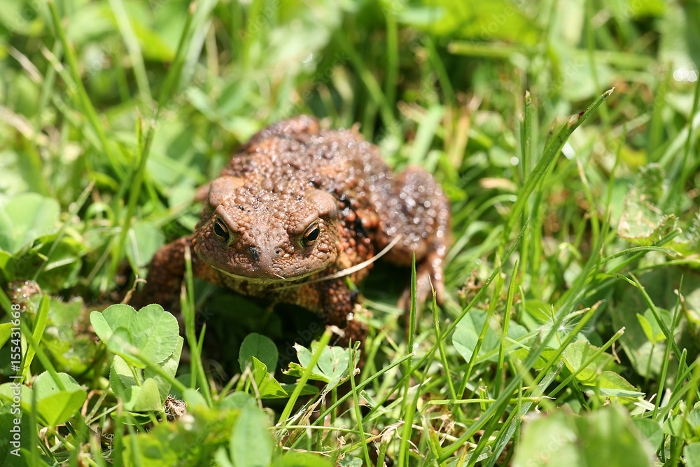 Fototapeta premium toad
