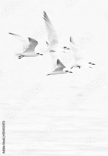 Gulls flying with white background