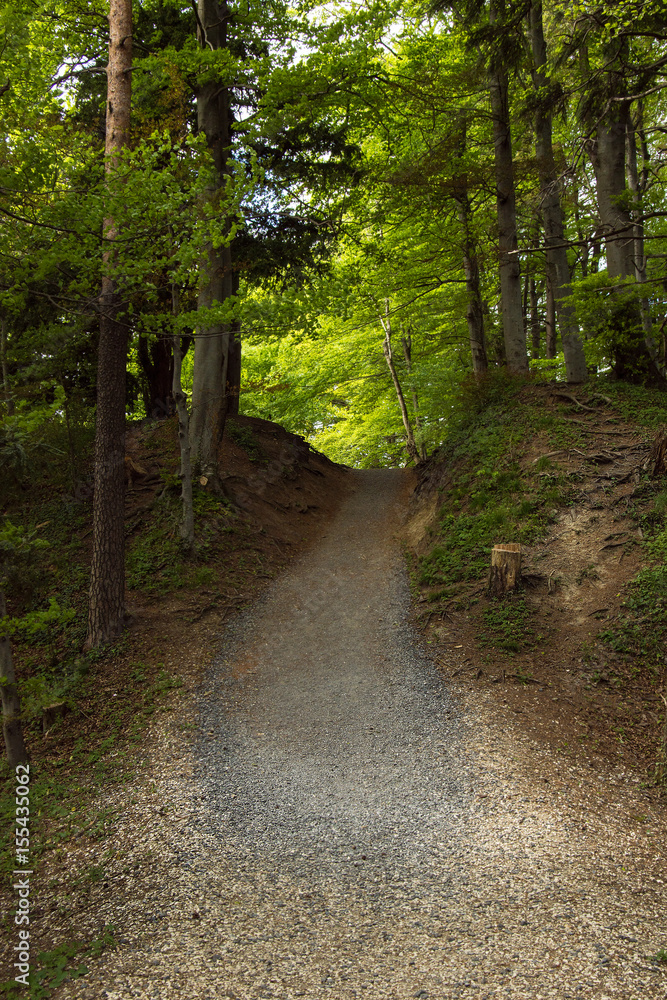 Fototapeta premium Walkway lane path with green trees in forest beautiful alley road in park way through summer
