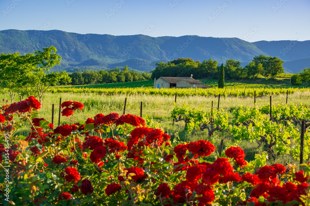 Paysage rural de Provence: les vignes au printemps, les rosiers au premier plan.
