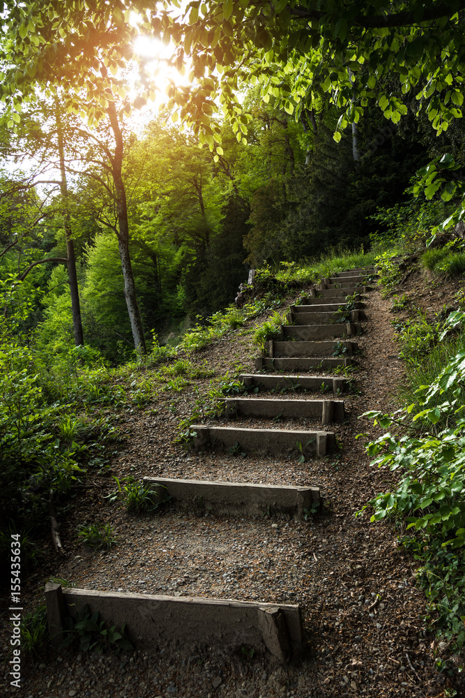 Stairs going up hillside in green forest toward sunset Stairs going up hillside in green forest toward sunset