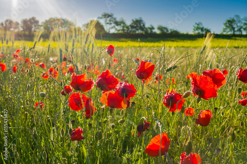 Champ De Coquelicots Et De Cereales Au Temps De Lever De Soleil Stock Photo Adobe Stock