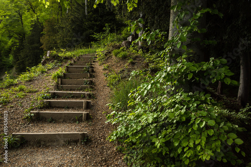 Stairs going up hillside in green forest toward sunset