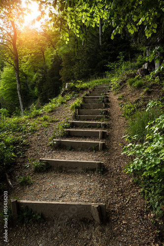 Stairs going up hillside in green forest toward sunset
