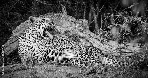Leopard retching