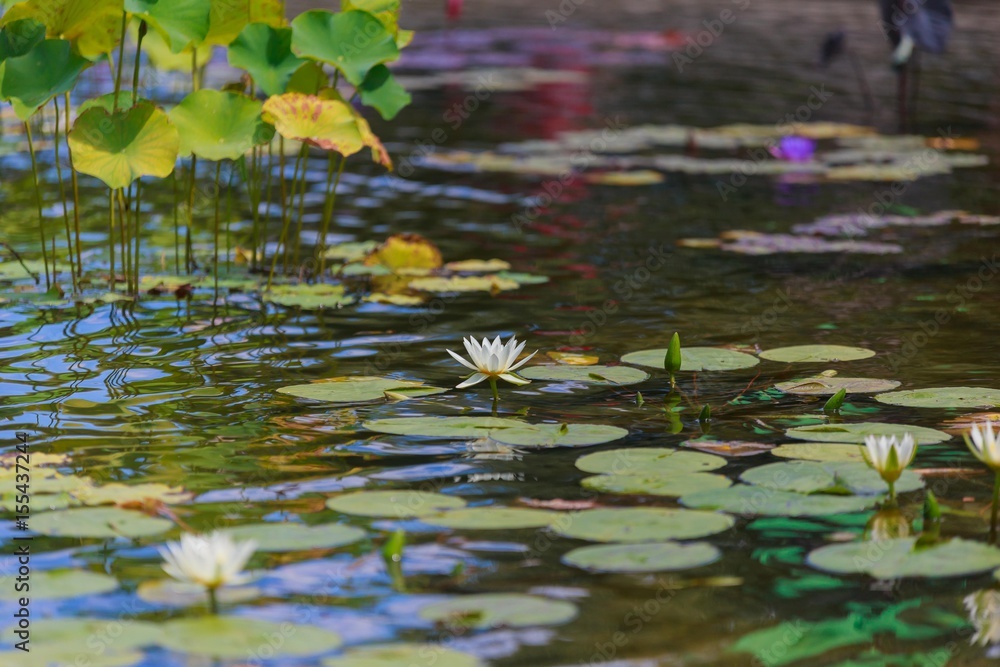 Spring water lily travel, Spring water lily travel,