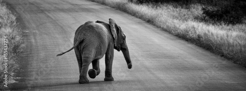 Baby Elephant Walk
