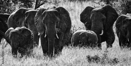 Elephant Mafia