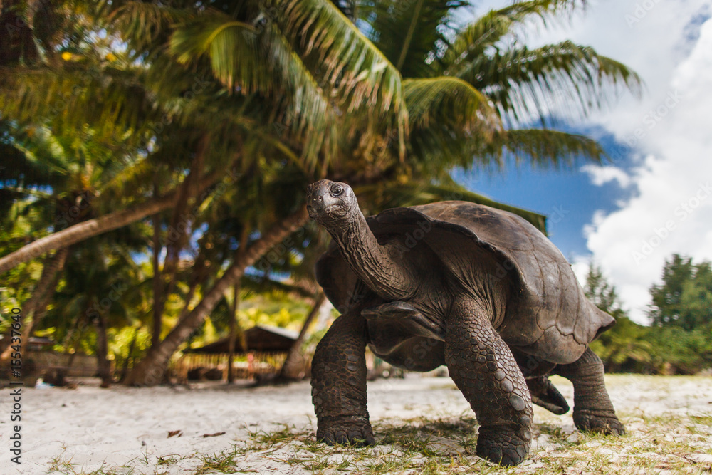 Fototapeta premium Giant turtles. Seychelles