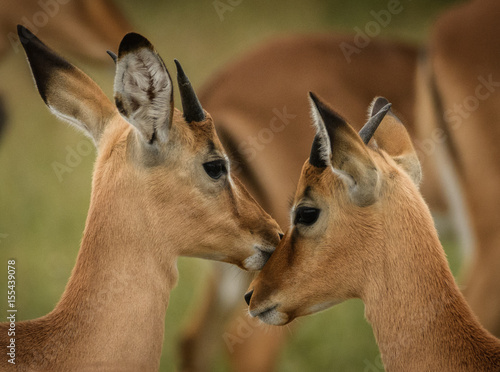 Brother's kiss