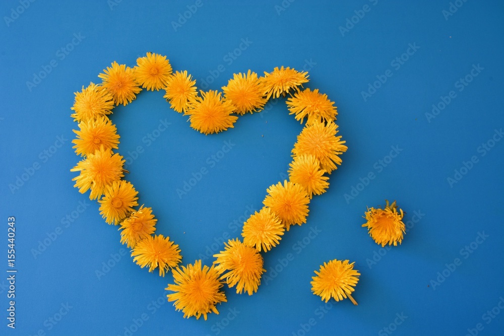 Beautiful bouquet of yellow dandelions on the blue table