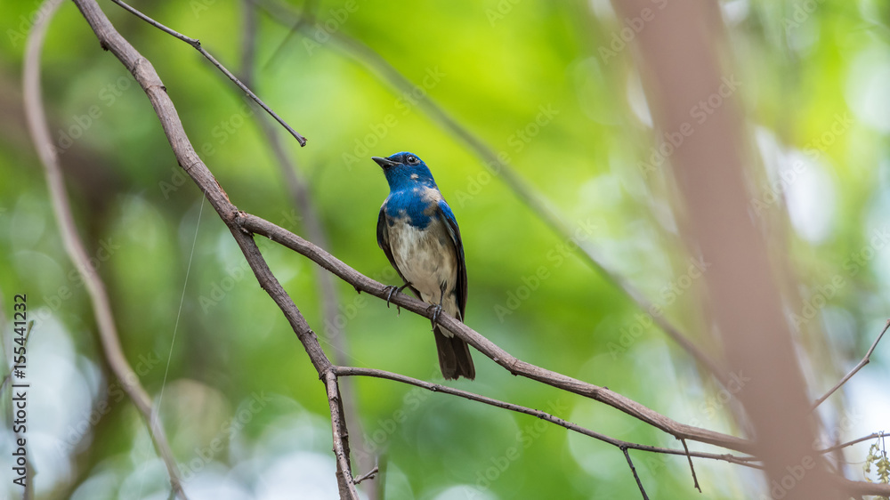 Bird (Blue-and-white Flycatcher) on a tree Bird (Blue-and-white Flycatcher) on a tree