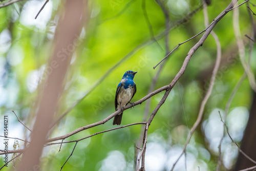 Bird (Blue-and-white Flycatcher) on a tree