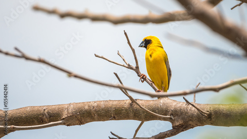 Bird (Asian golden weaver) on a tree