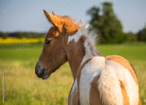 Fohlen painthorse