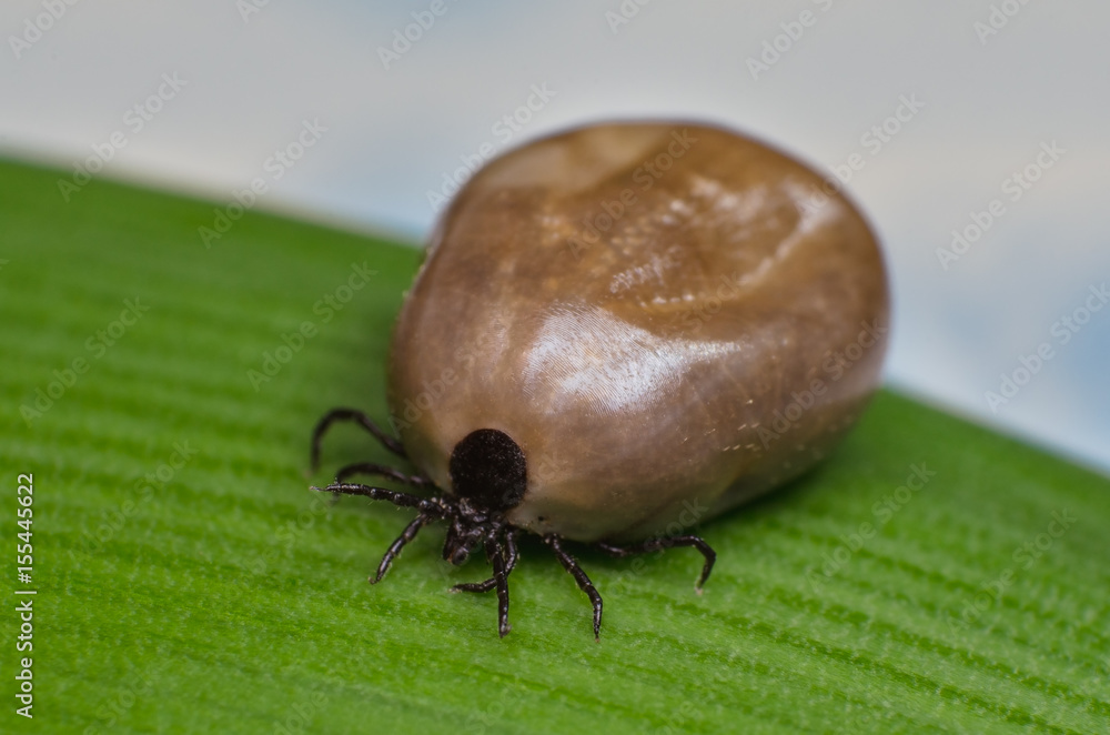 Filled with blood the tick sits on a green leaf Stock Photo | Adobe Stock