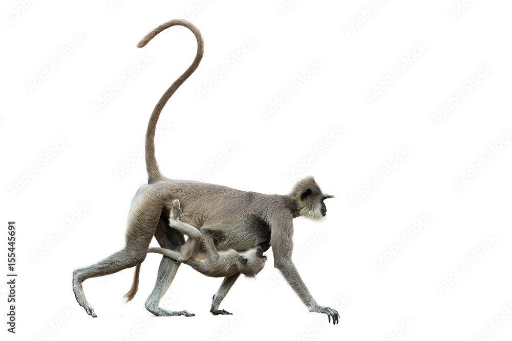 Isolated on white background, mother monkey with baby, Gray langur,  Semnopithecus entellus, carrying a baby on her stomach. Anuradhapura, Sri  Lanka. Stock Photo | Adobe Stock