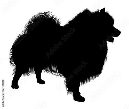 Black silhouette of spitz. Vector. isolated on white background. Spitz dog