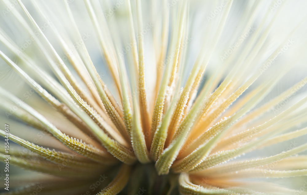 Naklejka premium dandelion macro shot of seed abstract look