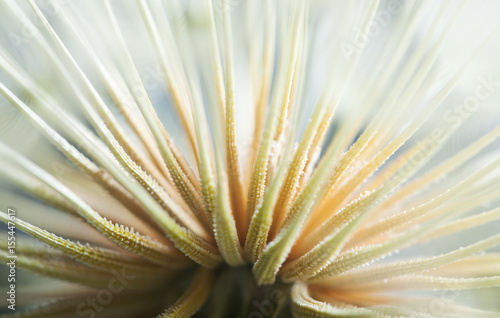 Fototapeta Naklejka Na Ścianę i Meble -  dandelion macro shot of seed abstract look