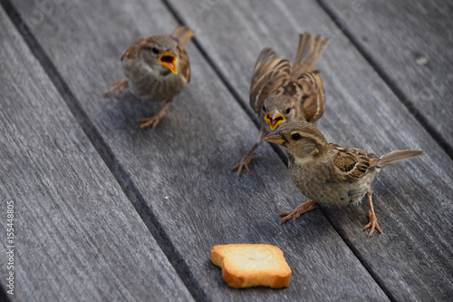 Fototapeta Naklejka Na Ścianę i Meble -  Young sparrows demanding food from female parent bird