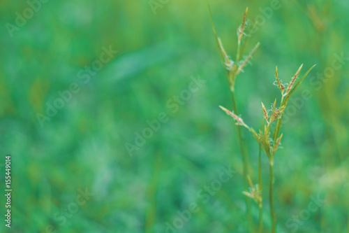 grass flower field with water drop. © iphotothailand