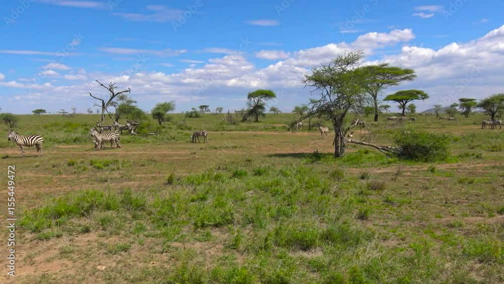 Зебры.Танзания. Путешествие по африканской саванне.