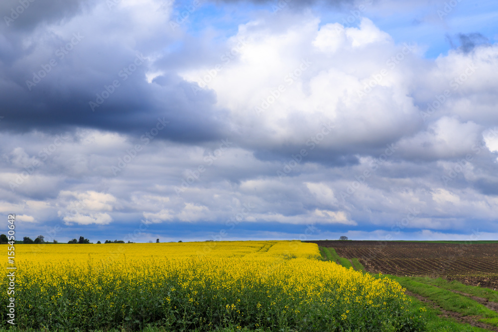 Landscape of the rapeseed field in blossom with storm clouds
