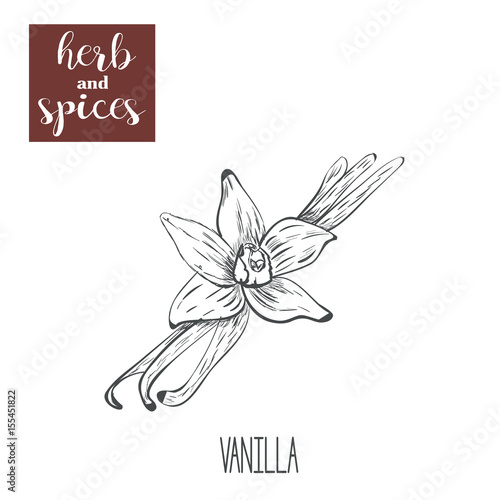 Vanilla hand drawing. Herbs and spices. Vector illustration of a sketch